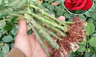 月季花品种介绍 月季花品种介绍