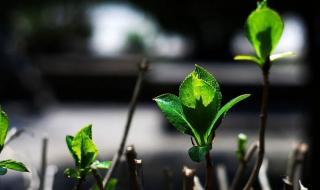 关于描写春天的词语 关于描写春天的词语